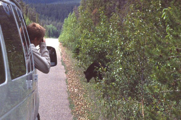 Onderweg naar de camping steekt een zwarte beer over.