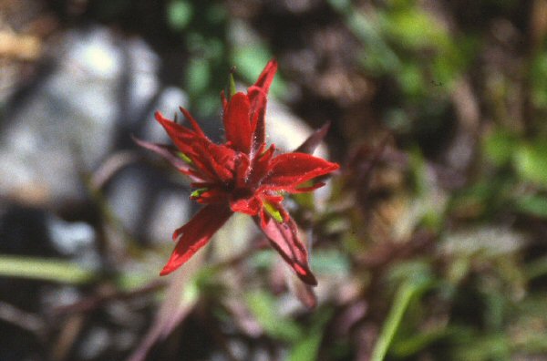 De Indian paintbrush.