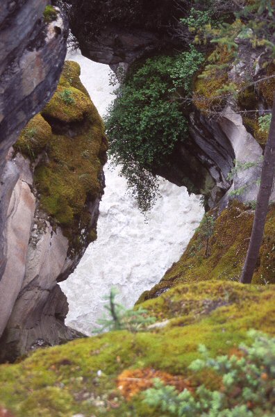 Mossen en planten groeien of de rotsen bij Atabasca Falls