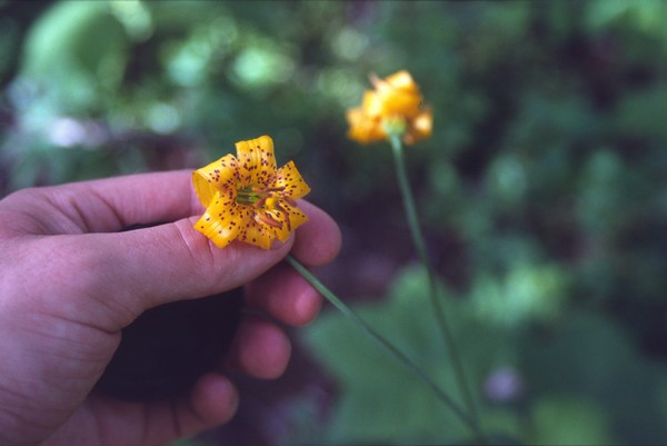 De tiger lilly.