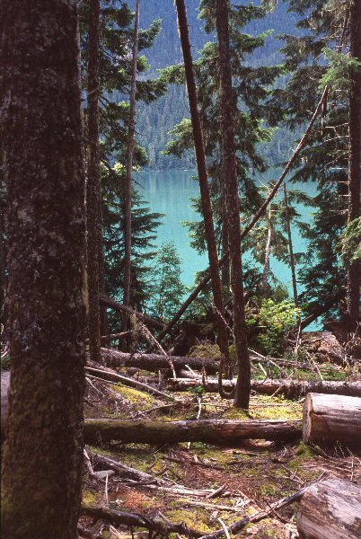 Ruimte tussen de bomen laat een lichtblauw meer zien.