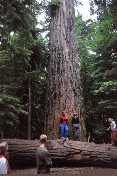 De grootste boom in Cathedral Grove.