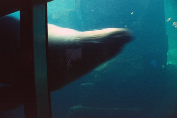 Een harbour seal zwemt voorbij.