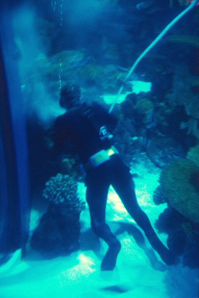 Een duiker maakt een aquarium schoon.