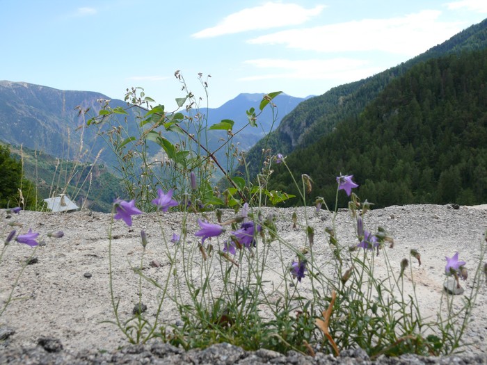 Bloemen in de berm.