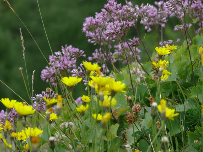 Bloemen in de afdaling van Col des Champs.