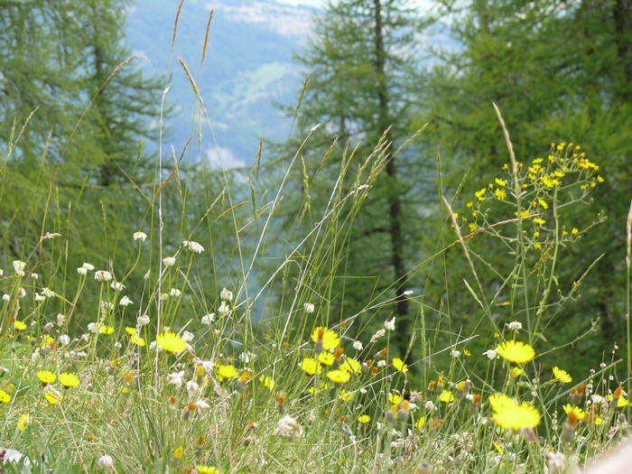 Bloemen in de afdaling van Col des Champs.