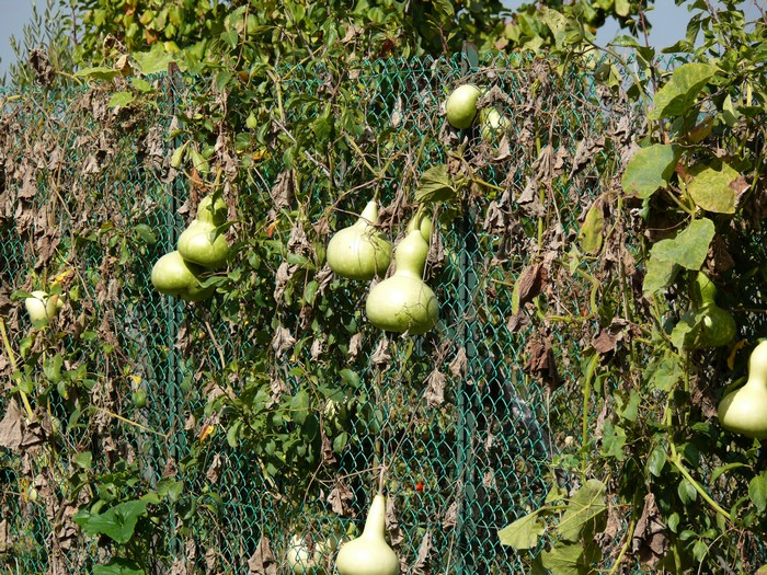Flessehalspompoenen hangen aan een hek.