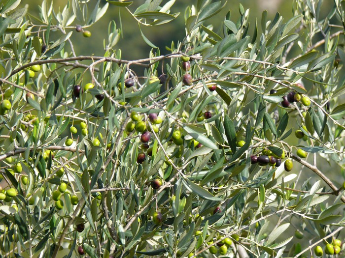 Olijfbomen met groene en donkere olijven.